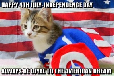 Happy 4th Of July Cat Meme