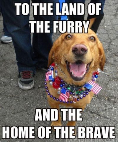 Happy 4th Of July Dog Meme